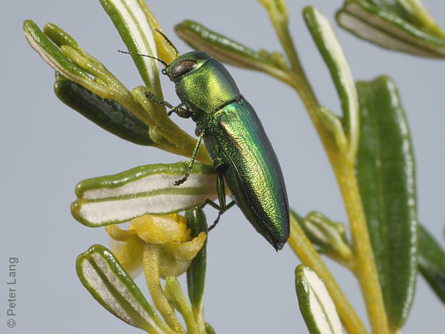 Melobasis cf. splendida Green, PL3748, female, on Beyeria lechenaultii, SL, 10.8 × 4.1 mm
